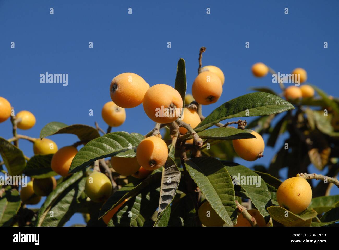 Die Früchte reifen auf dem Baum, auch bekannt als Nispero oder japanischer Loquat Stockfoto