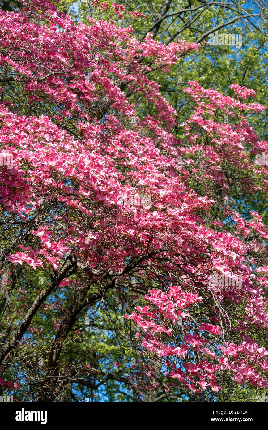 Schöne rosa Blüten auf einem blühenden Cornus florida rubra (american dogwood) in hellen Frühlingssonne Stockfoto