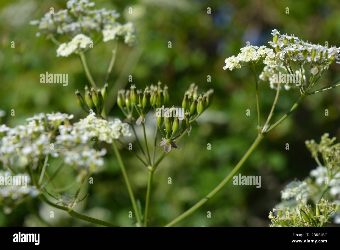 Zarte weiße Blüten von KuhPetersilie, auch bekannt als Anthriscus sylvestris Stockfoto