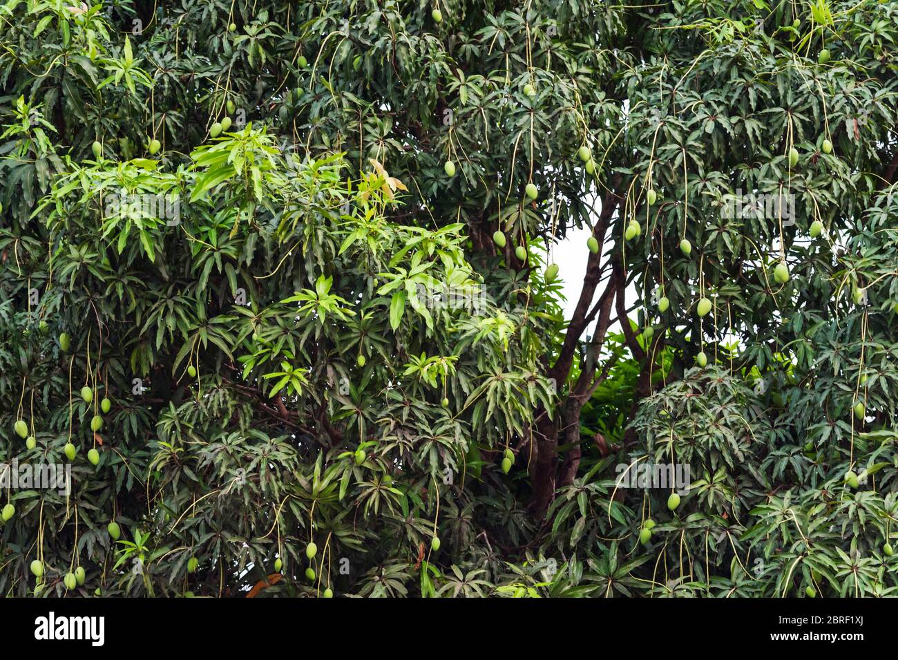 Goldene Mangos wachsen auf einem Mangobaum. Provinz Siem Reap, Kambodscha, Südostasien Stockfoto