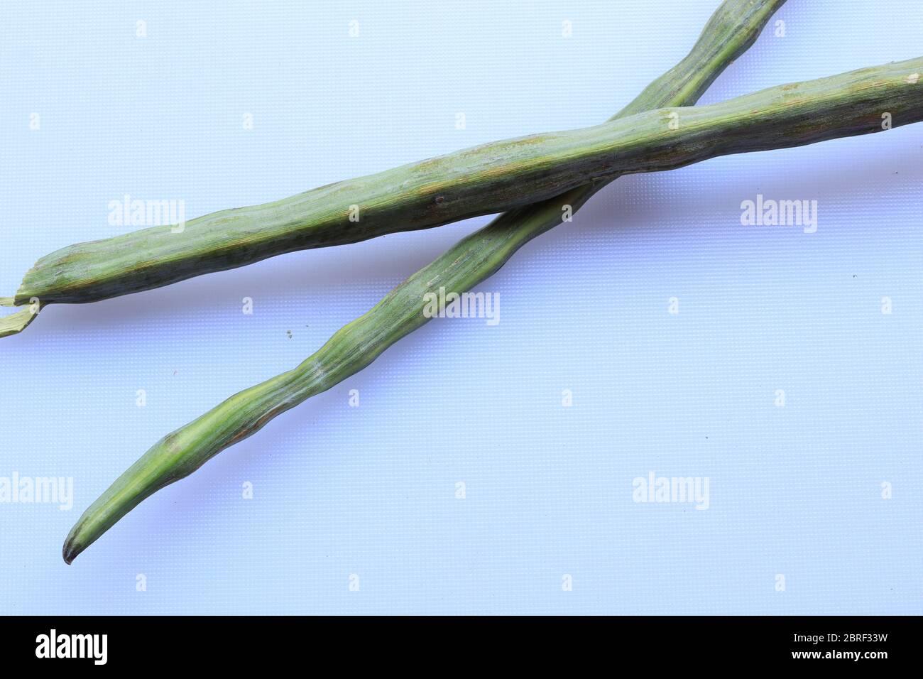 Drumstick Pods oder Moringa Oleifera Poss Gemüse isoliert auf weißem Hintergrund Stockfoto
