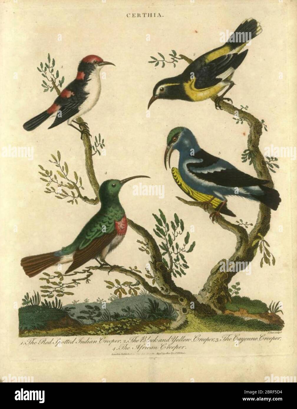 4 typische Baumläufer Certhia (oder Kriechvögel) Vögel. Handkolorierter Kupferstich aus der Encyclopedia Londinensis oder, Universales Wörterbuch der Künste, Wissenschaften und Literatur; Band IV; herausgegeben von Wilkes, John. Veröffentlicht in London im Jahr 1810 Stockfoto