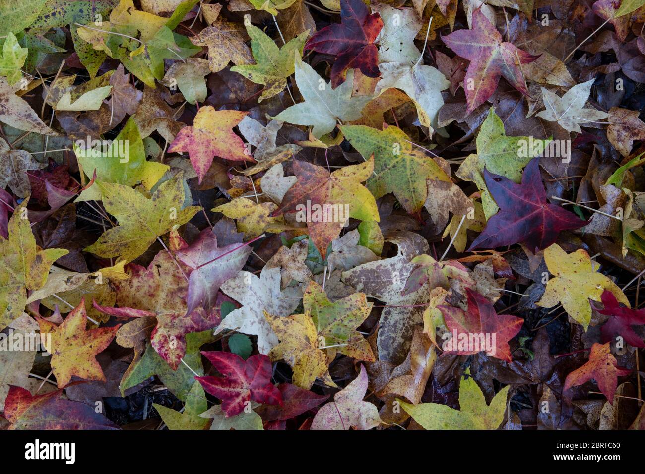 Ahorn (Acer sp.) Blätter im Herbst. Surrey, Großbritannien Stockfoto