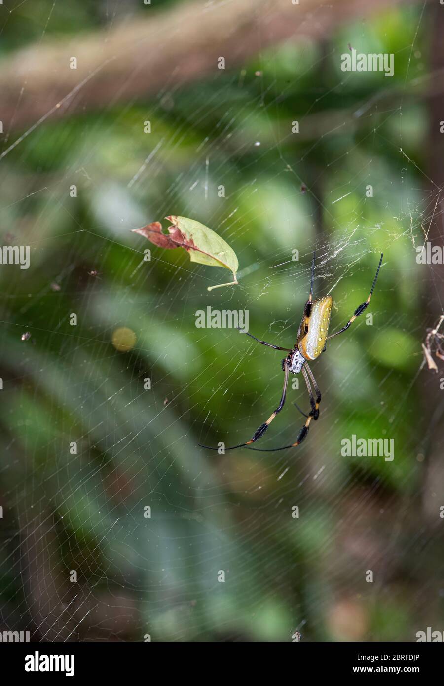 Goldene Kugel Spinne: Nephila clavipes. Costa Rica. Stockfoto