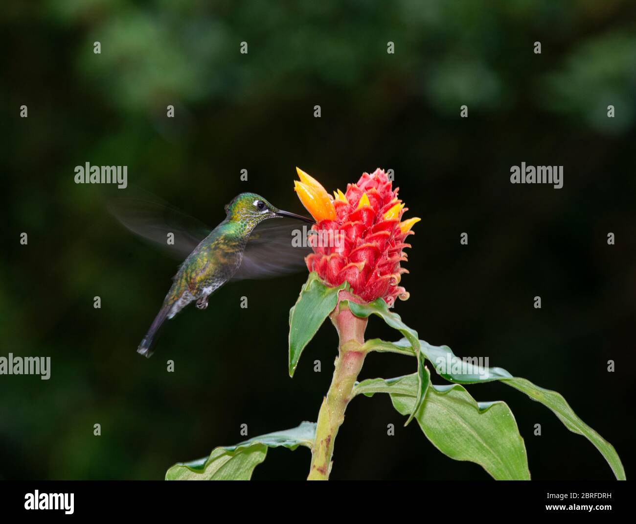 Grüne gekrönt Brillante Hummingbird: Heliodoxa jacula. Costa Rica. Stockfoto