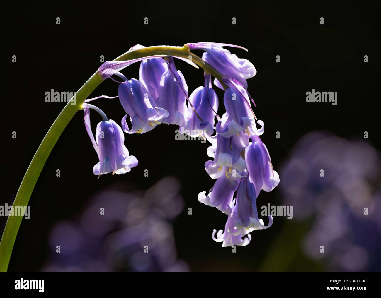 Einzelner Stamm von Bluebells gegen Schwarz mit ein paar verwackelte Bluebells im Hintergrund Stockfoto