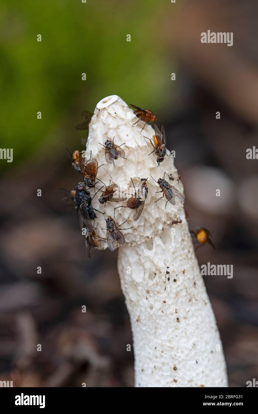 Stinkhorn-Pilz: Phallus impudicus. Fliegen essen Sporenmasse. Surrey, Großbritannien. Stockfoto