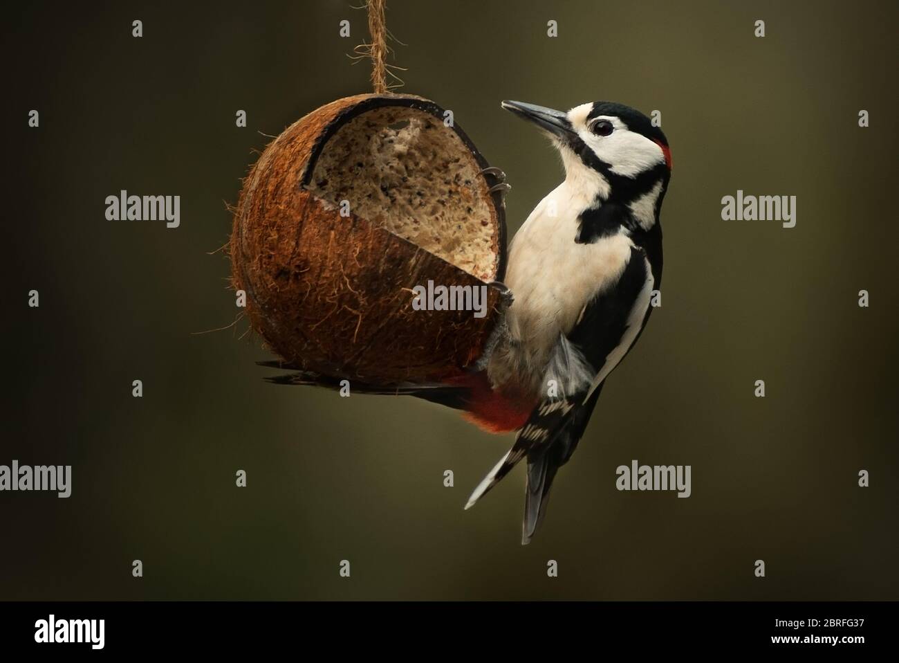 Männlich große gepunktete Specht auf hängenden Suet gefüllt Kokosnuss. Stockfoto