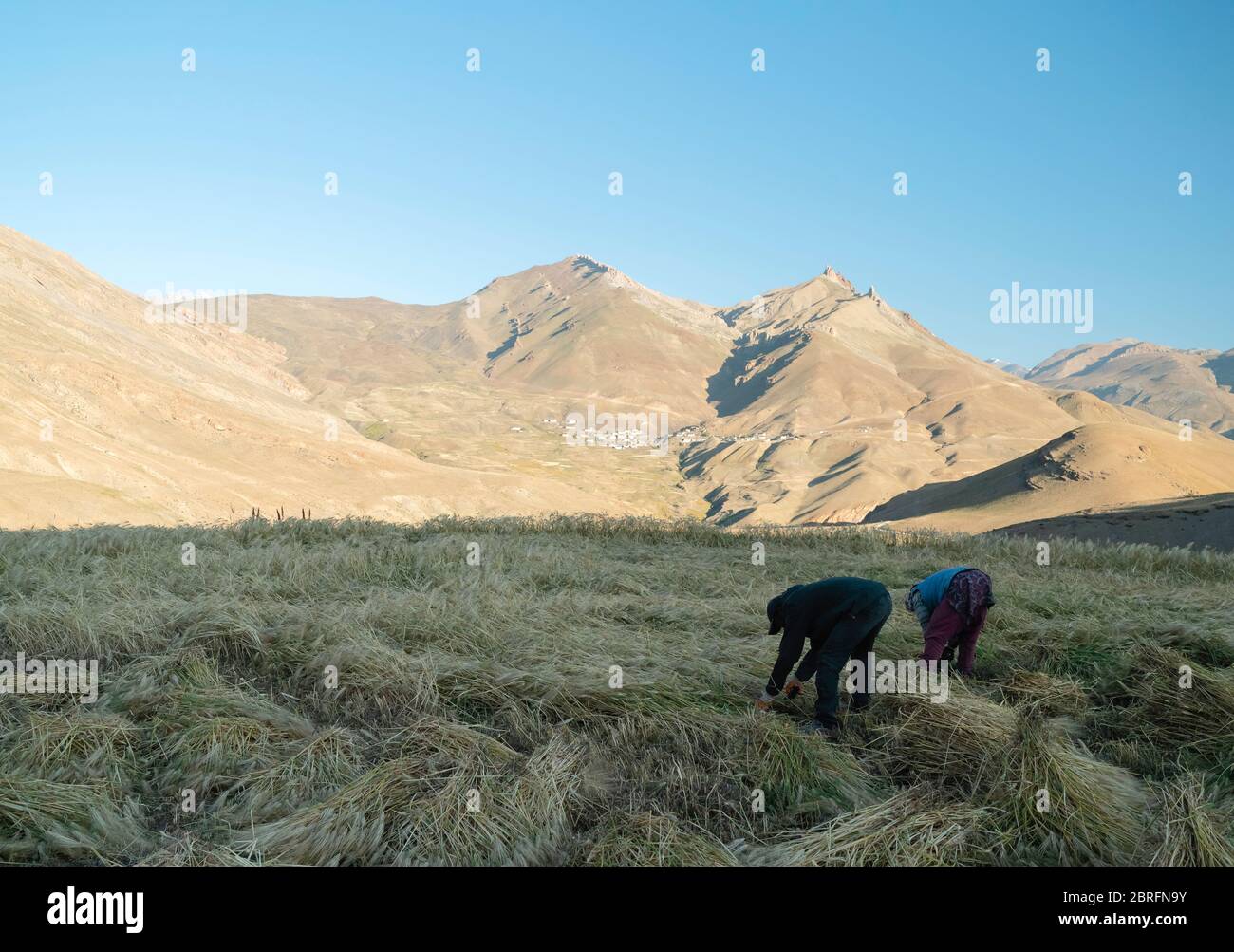 Ehemann und Ehefrau Team Ernte Feld von Weizen mit Gipfeln des Himalaya als Hintergrund unter blauem Himmel, Chichum, Indien. Stockfoto