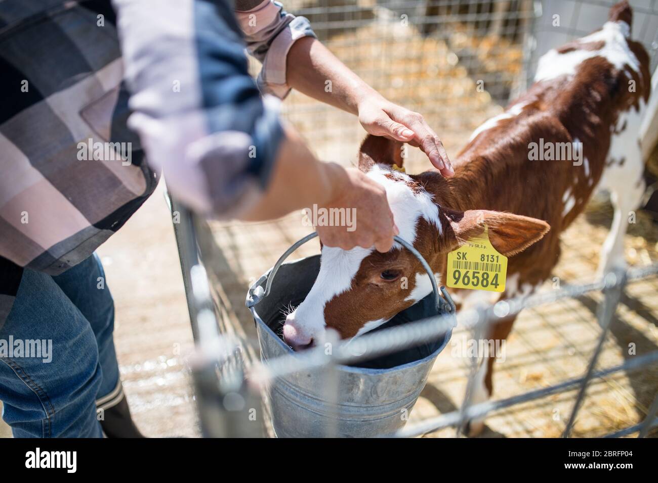 Frau Arbeiter auf Tagebuchfarm, Landwirtschaft. Stockfoto