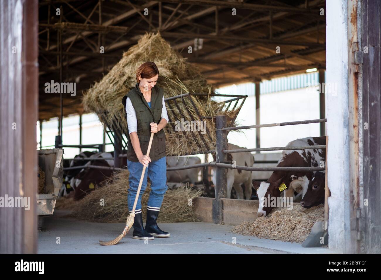 Frau Arbeiter auf Tagebuchfarm, Landwirtschaft. Stockfoto