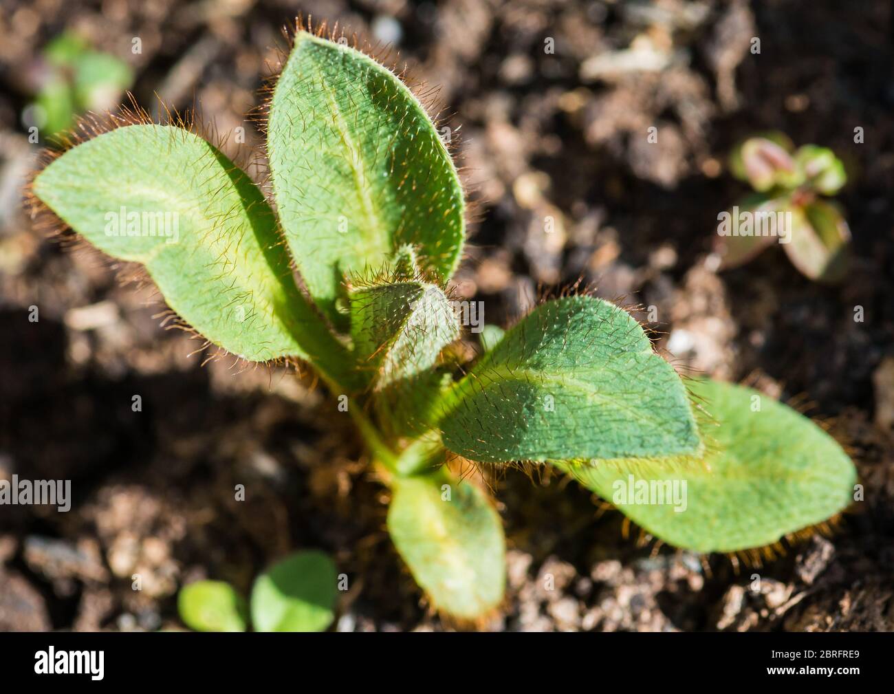 Eine Makroaufnahme einer neuen himalaya-Mohnpflanze, die zu wachsen beginnt. Stockfoto