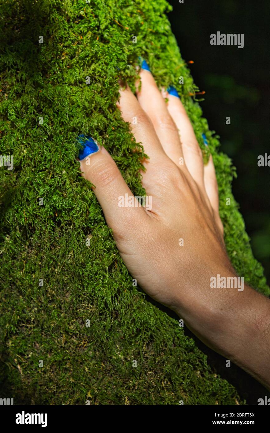 Frauenhand mit blauen Nägeln, die weiches Moos auf einem Baum berühren Stockfoto