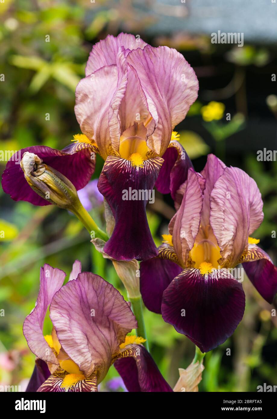 Eine Makroaufnahme einer purpurroten bärtigen Iris blüht. Stockfoto