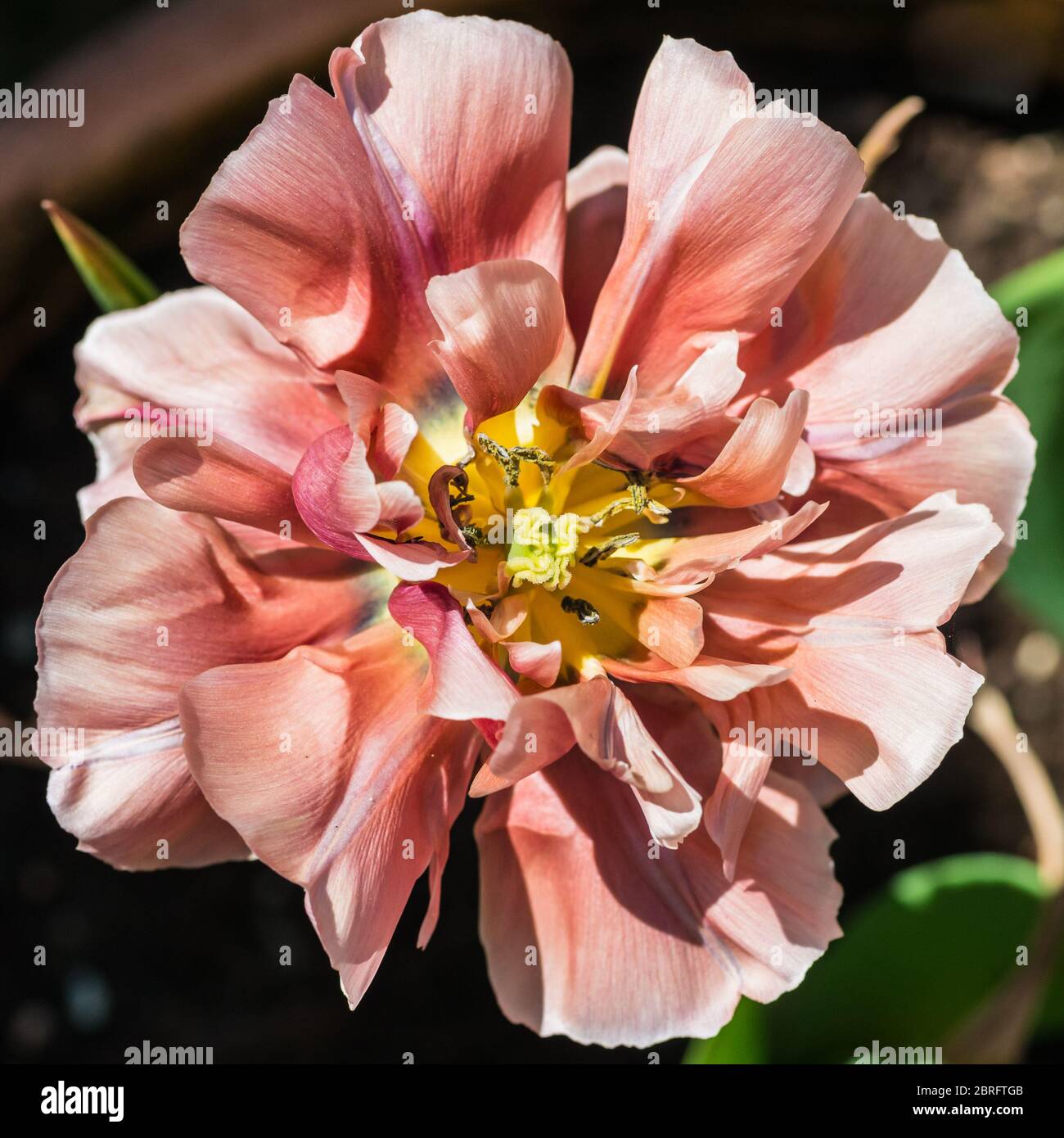 Eine Makroaufnahme eines Tulip-Kupferbildes. Stockfoto