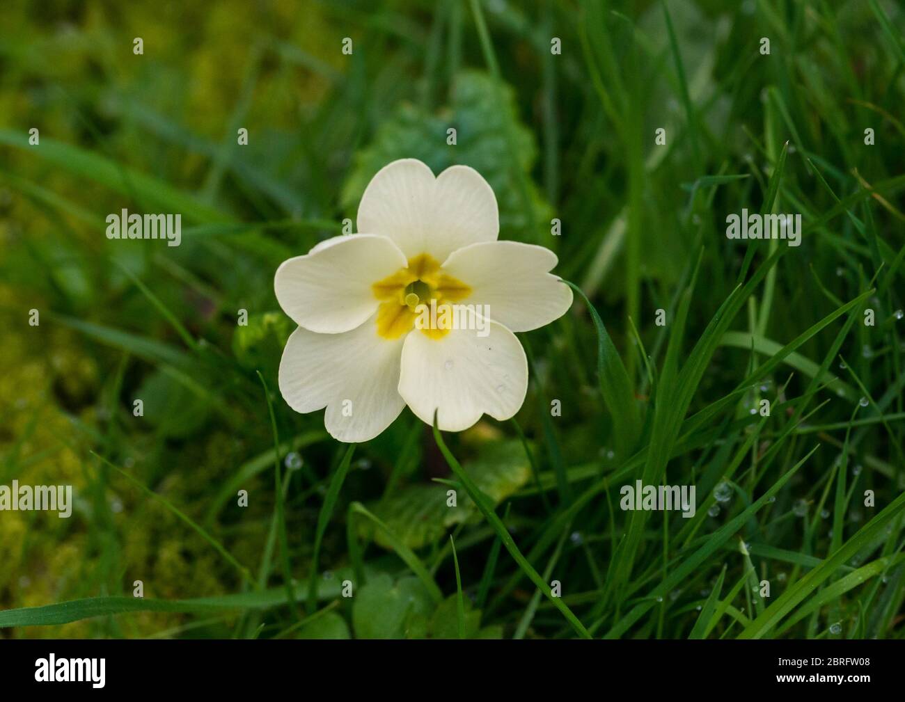 Ein Schuss einer einheimischen Primrose Blüte wächst unter einigen Gras. Stockfoto