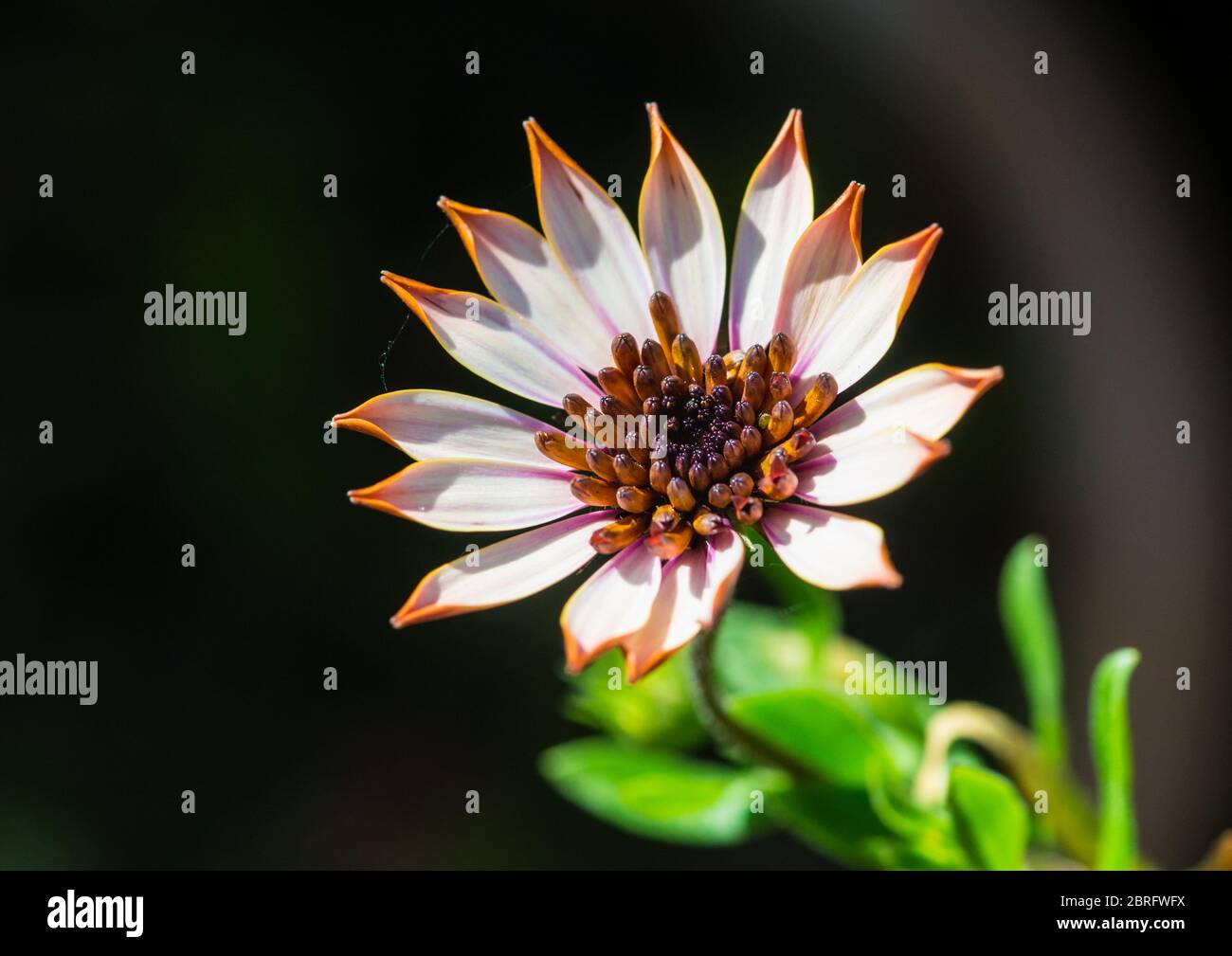 Eine Makroaufnahme eines afrikanischen Gänseblümchens, das die Sonne genießt. Stockfoto
