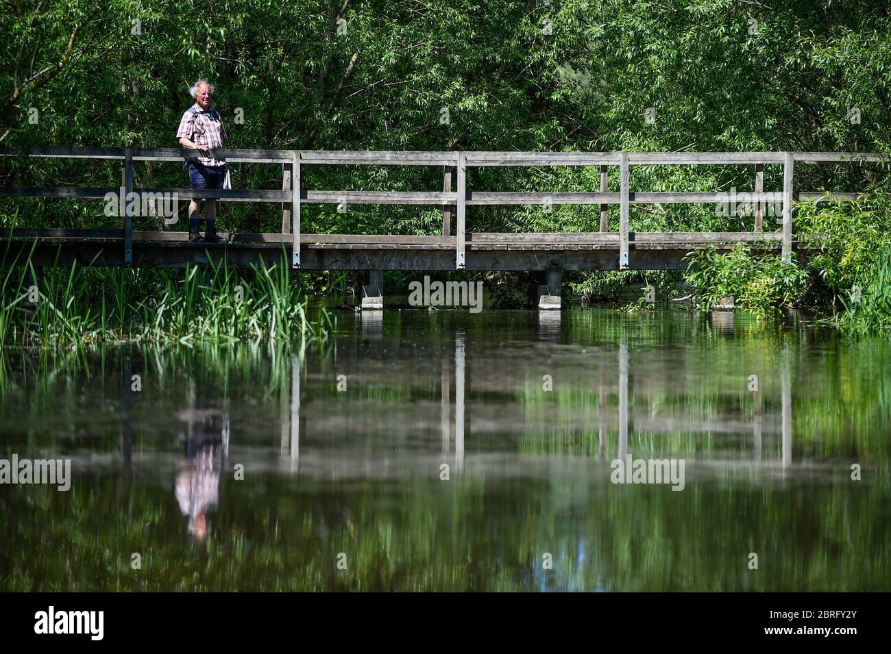 Chorleywood, Großbritannien. 21 Mai 2020. UK Wetter - EIN Mann steht auf der Brücke über den Fluss Chess in der Nähe von Chorleywood, Hertfordshire bei warmem Wetter, wo die Temperaturen auf 26C steigen werden. Die Natur für viele zu genießen, war eine willkommene Erleichterung, da die britische Regierung die Beschränkungen der Sperrung der Krononavirus-Pandemie etwas gelockert hat, die unbegrenzte tägliche Bewegung ermöglicht, solange die soziale Distanz aufrechterhalten wird. Kredit: Stephen Chung / Alamy Live News Stockfoto