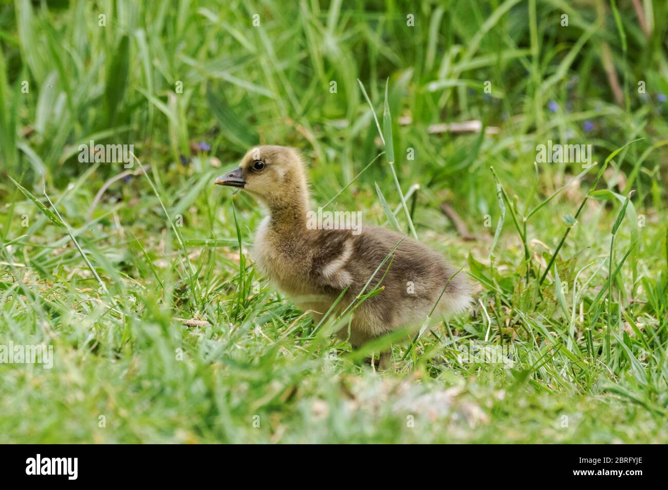 Kanadas Gänseküken im Gras sitzend Stockfoto
