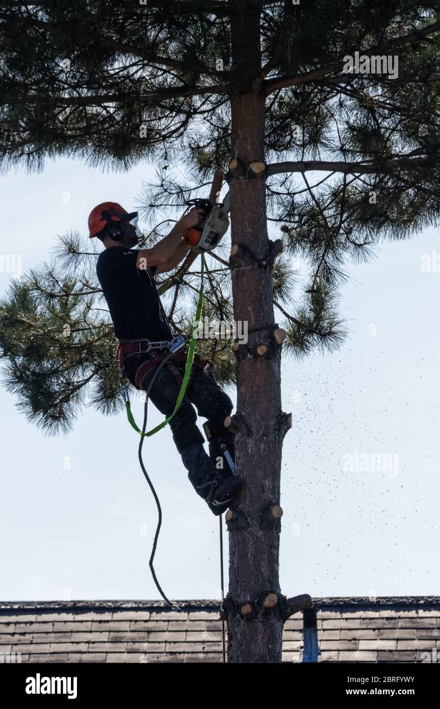 Baumpfenschneider mit einer Kettensäge Stockfoto