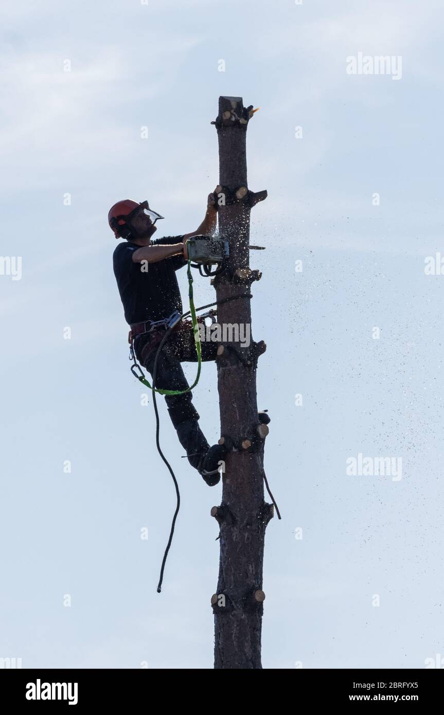 Baumpfenschneider mit einer Kettensäge Stockfoto