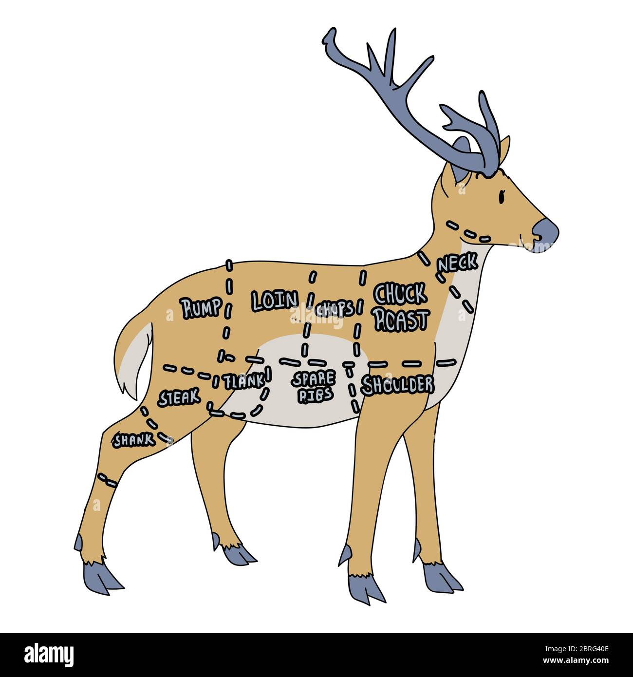 Niedliche französisch Bauernhaus Hirsch Metzger Diagramm Vektor Clipart. Handgezeichnete, schäbige, schicke Landhausküche. Illustration von Wildvieer Stock Vektor