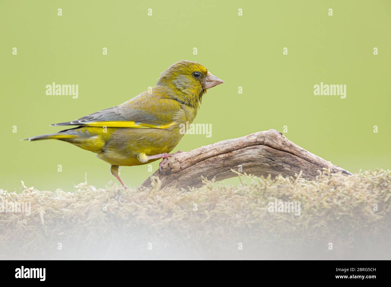 Greenfich im Garten in Greater Manchester. Stockfoto