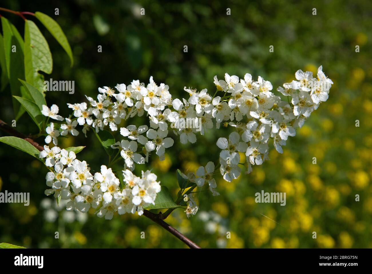 Blumen der schwarzen Kirsche (Prunus serotina) Stockfoto