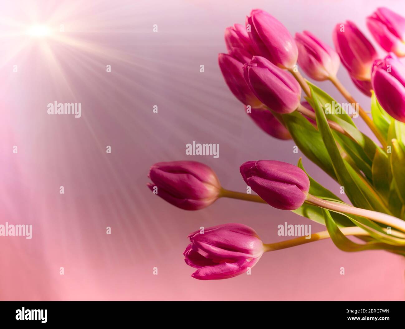 Bouquet von rosa Tulpen mit einem Strahl von Sonnenlicht Stockfoto