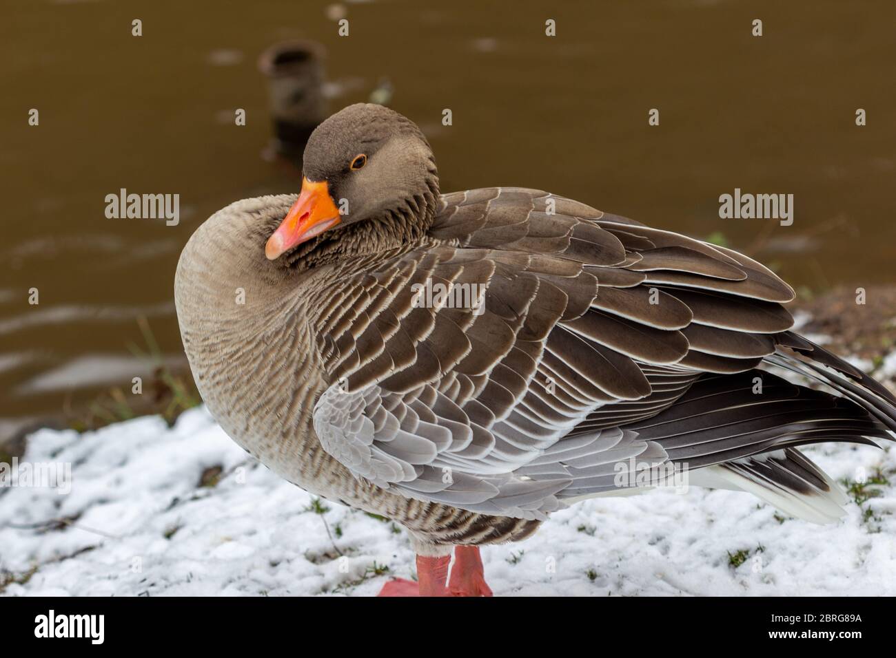 Nahaufnahme einer Ente am Ufer der Glan in Meisenheim Stockfoto