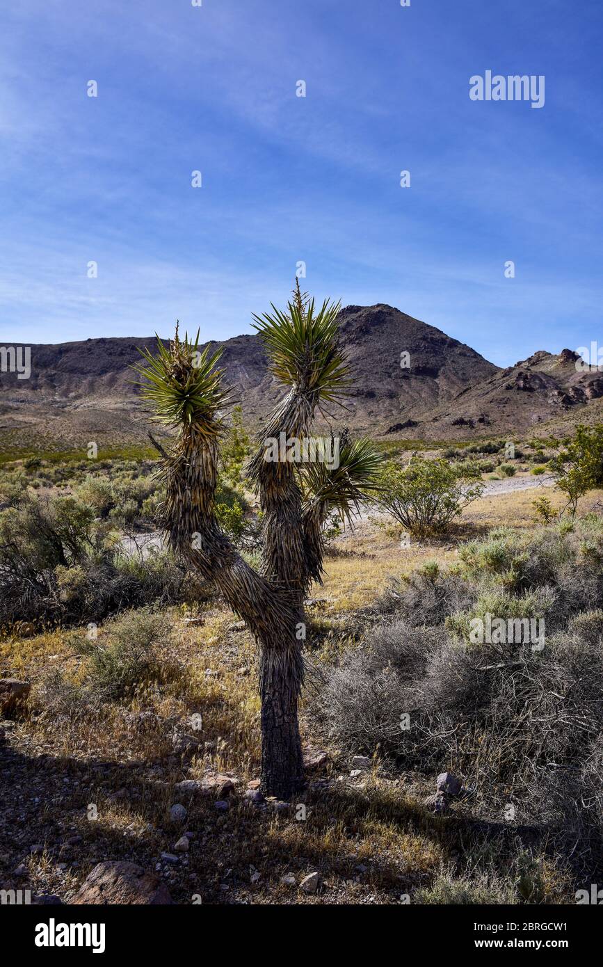 Nevada Wüstenlandschaft mit Joshua Tree Stockfoto