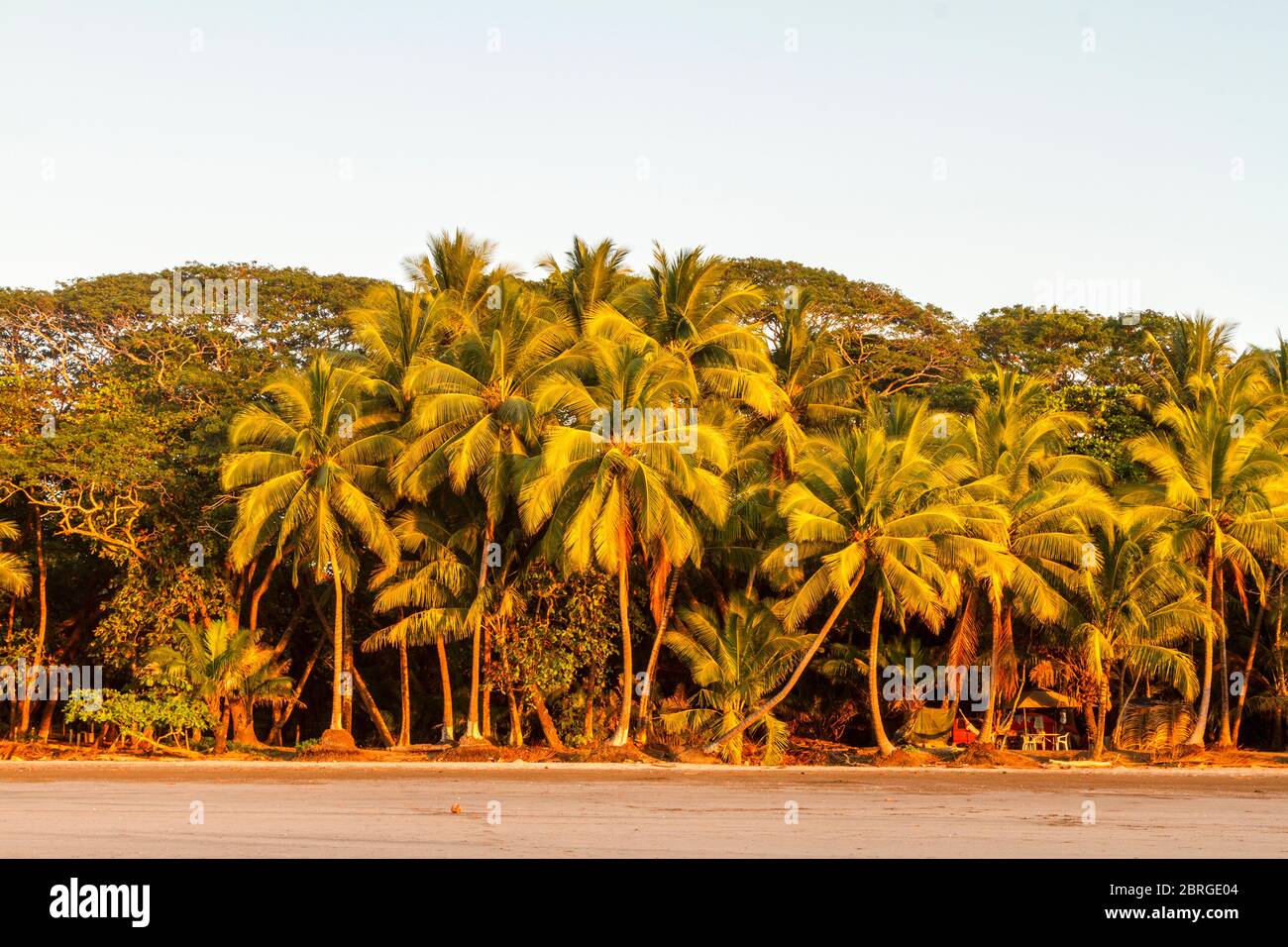 Eine Reihe von hohen Palmen, die von den letzten Sonnenstrahlen des Tages auf Playa Coyote, Nicoya Halbinsel, Costa Rica beleuchtet werden. Stockfoto