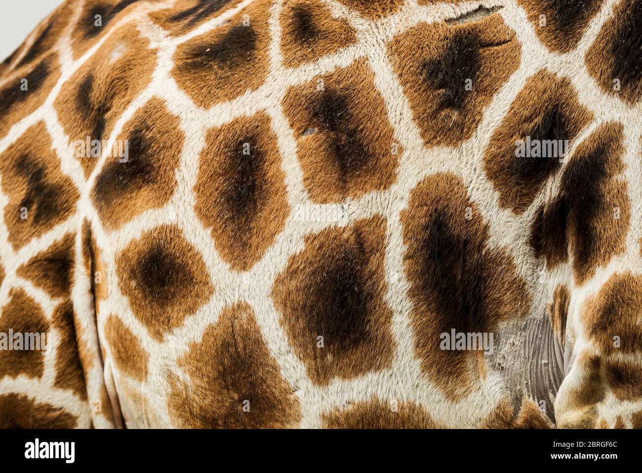Giraffe Nahaufnahme Detail der Haut Muster Stockfoto