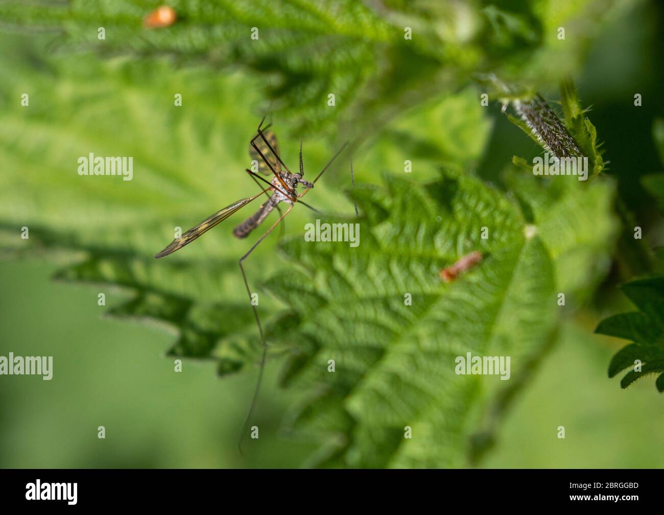 Kranflug auf Blatt Stockfoto