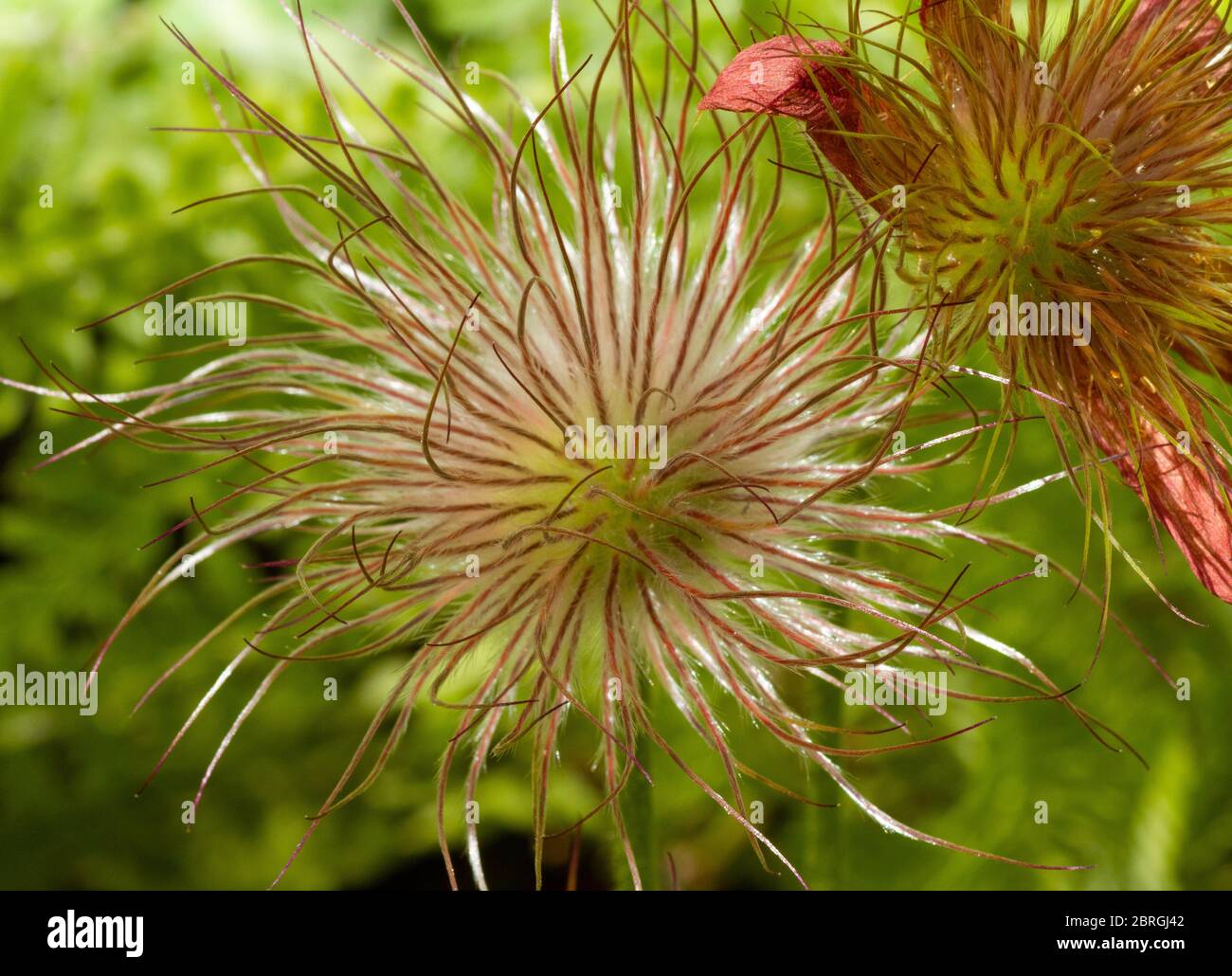 Pasque Blume seedhead Stockfoto