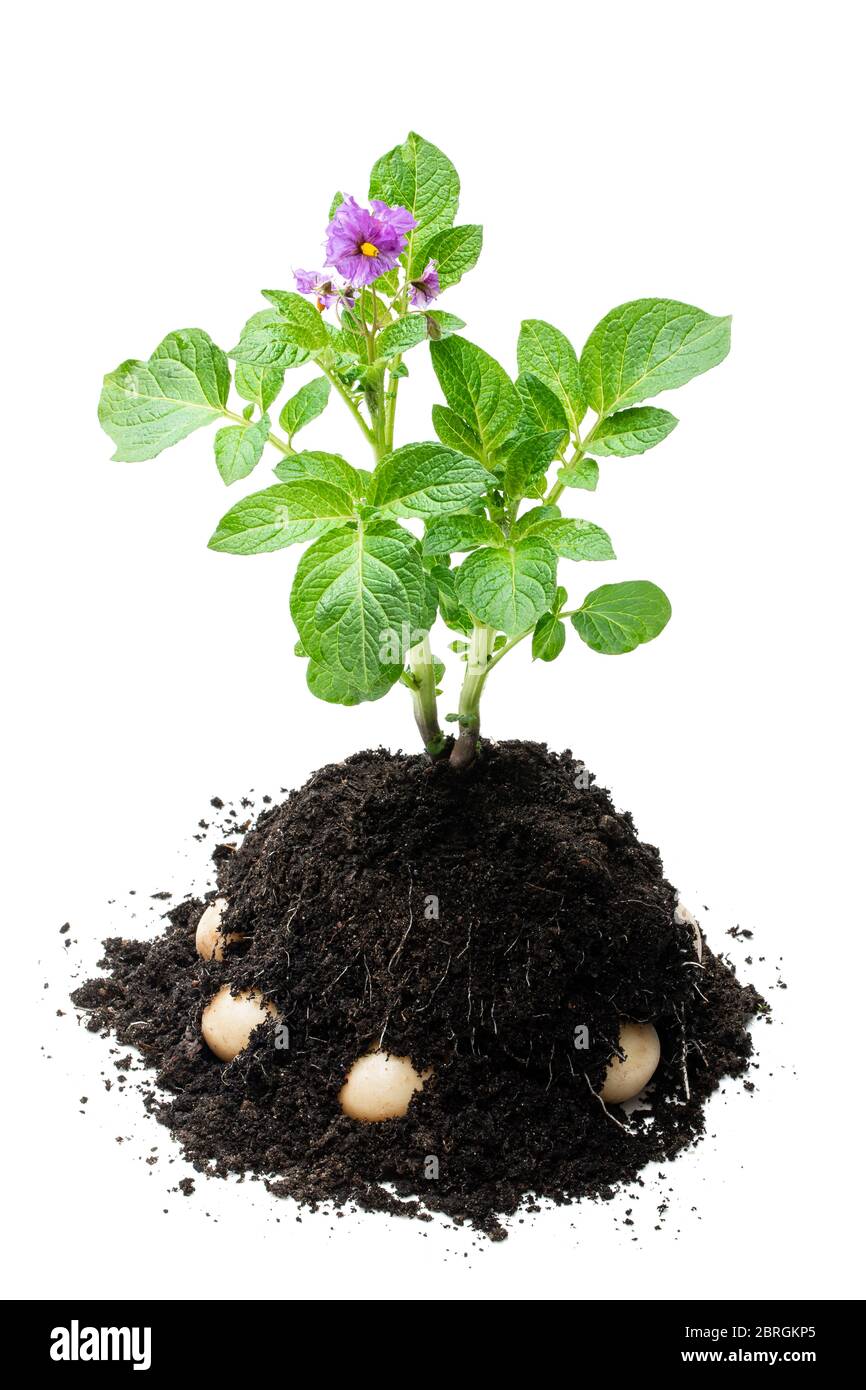 Potato Bush ohne Blumen im Boden isoliert auf weißem Stockfoto