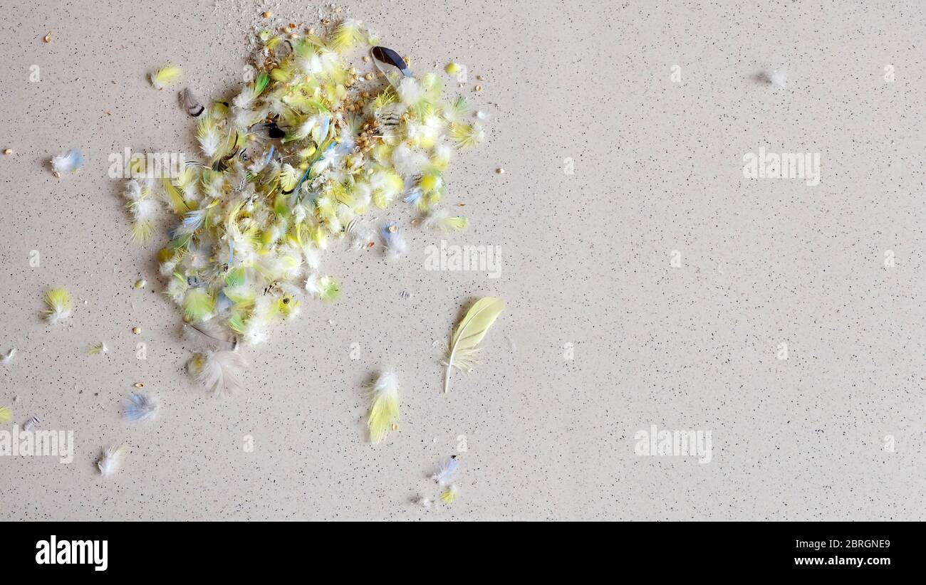 Ein Haufen verstreuter winziger Wellensittfedern, hauptsächlich gelb gefärbt, gesammelt zu einem Haufen. Mit einigen leeren Vogelkernrümpfen hier und da. Stockfoto