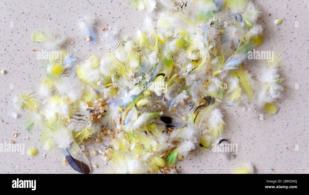 Nahaufnahme von verstreuten winzigen Wellensittfedern, hauptsächlich gelb, gesammelt in einem Haufen. Mit einigen leeren Vogelkernrümpfen hier und da. Stockfoto