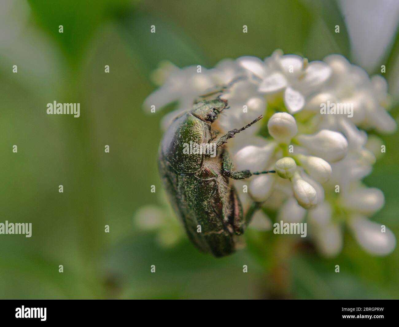 Nahaufnahme des europäischen Rosenschnapffs auf wilder Blütenblattblume, Cetonia aurata Stockfoto