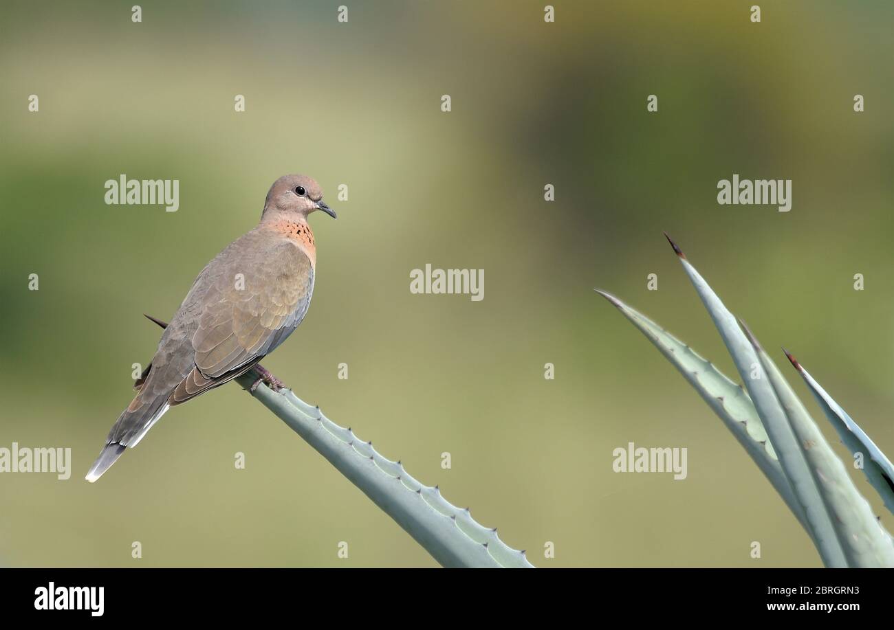 Die lachende Taube ist eine kleine Taube, die in Afrika, dem Nahen Osten und dem indischen Subkontinent lebt. Stockfoto