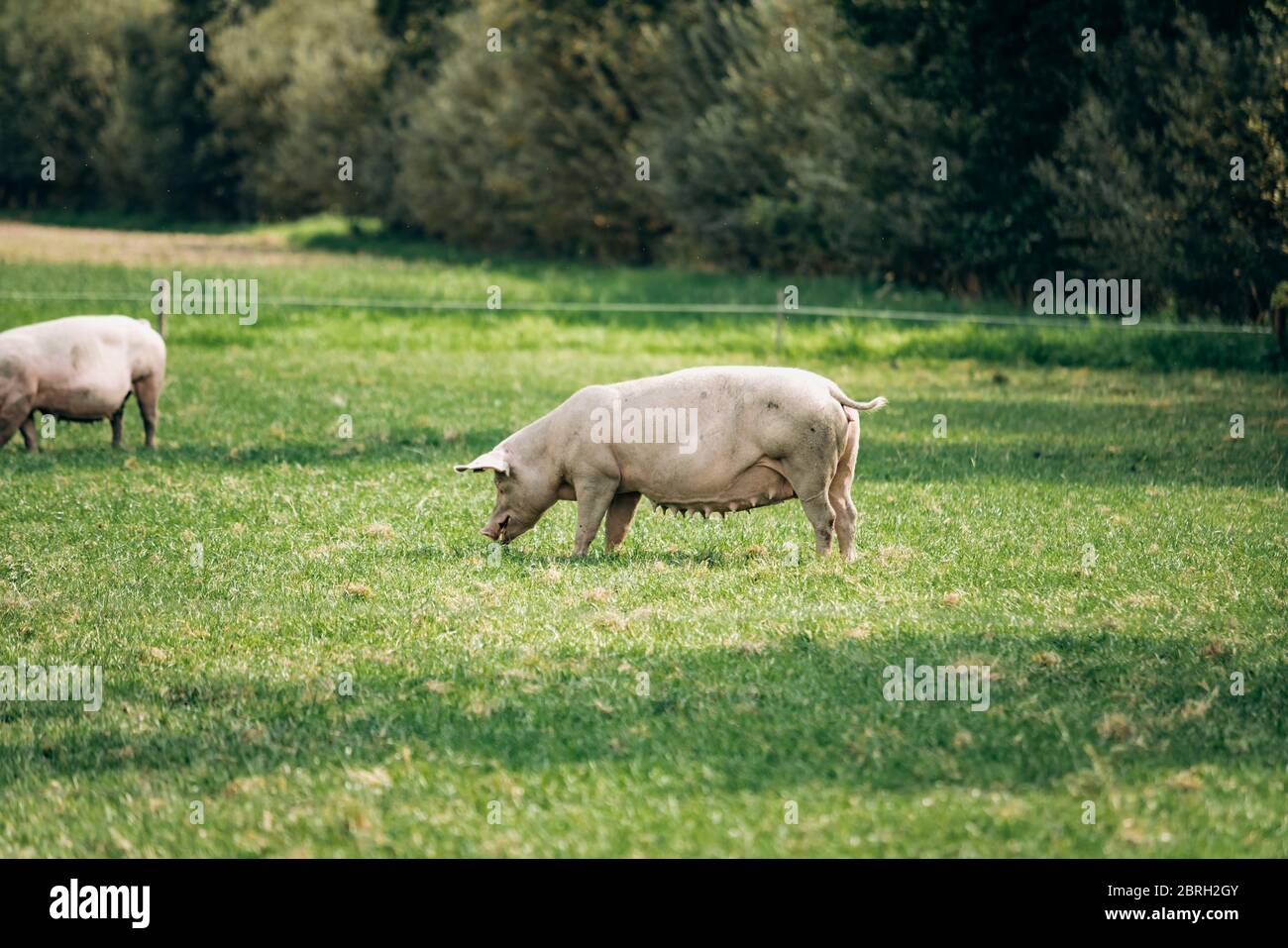 Schweine essen auf einer Wiese in einem organischen Fleisch Farm Stockfoto