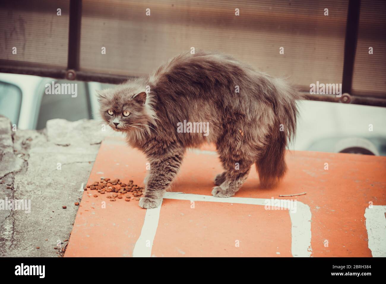Verängstigte Katze. Katze mit runzeligen und zerzausten Haaren und einem  gebrochenen Auge Stockfotografie - Alamy