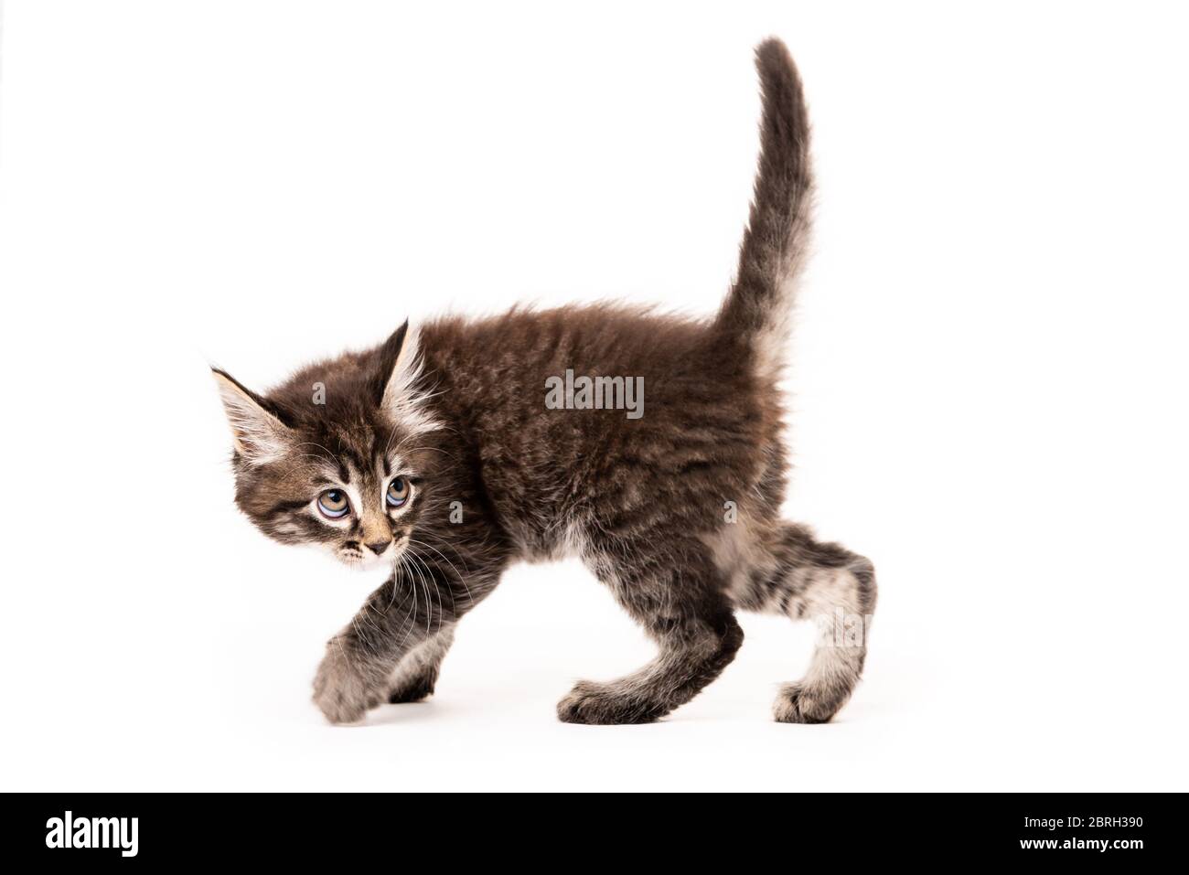 Kleines Kätzchen isoliert auf weißem Hintergrund. Lustige Kätzchen Katze Stockfoto