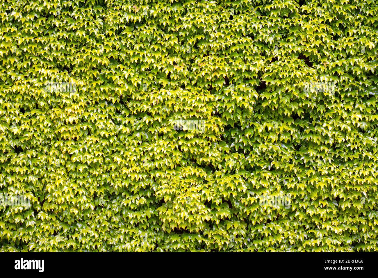 Grüner Efeu-Hintergrund mit großen Blättern, die aufwachsen und eine Wand bedecken Stockfoto