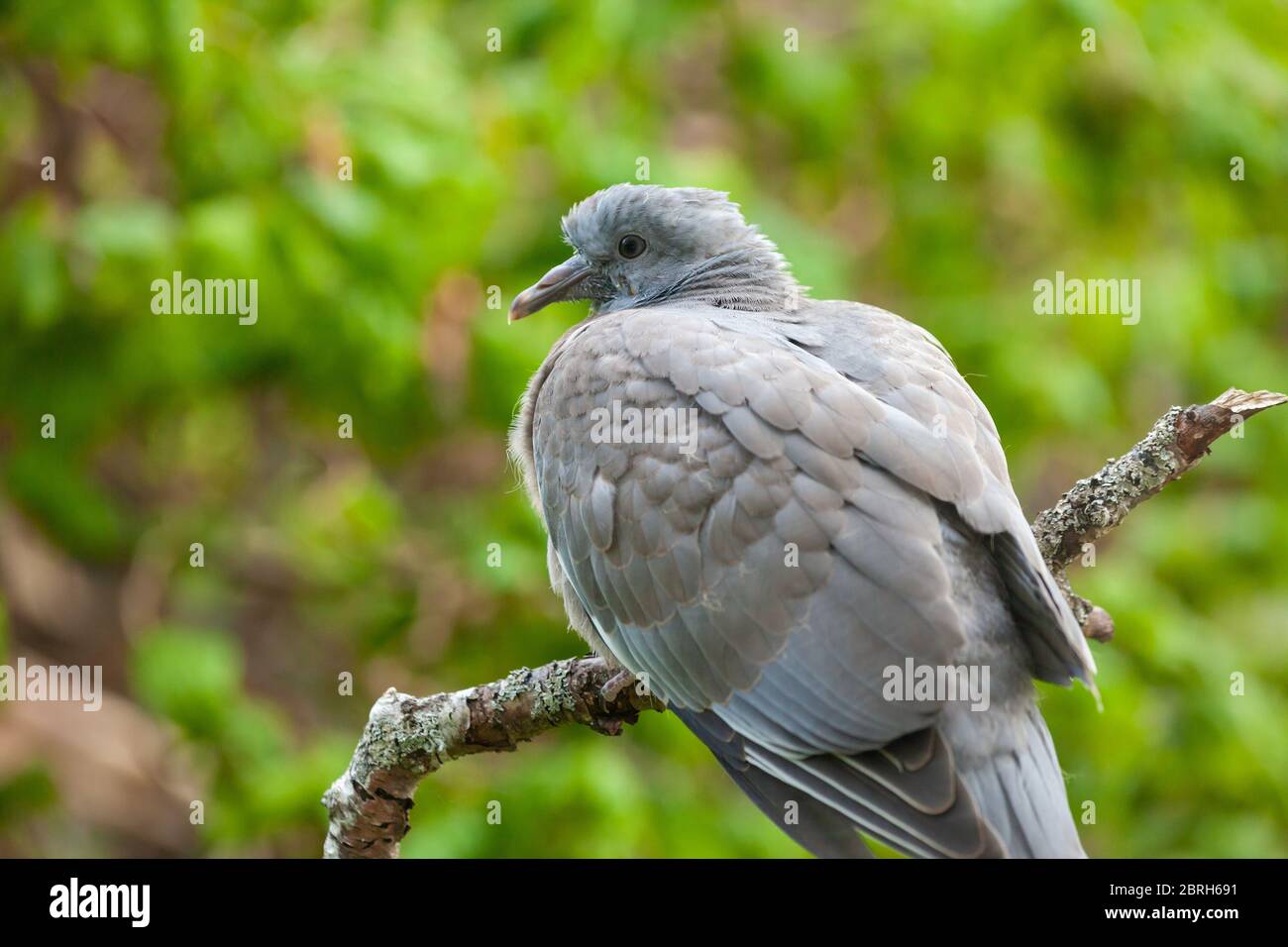 Nahaufnahme einer kleinen Holztaube (Columba palumbus) Stockfoto