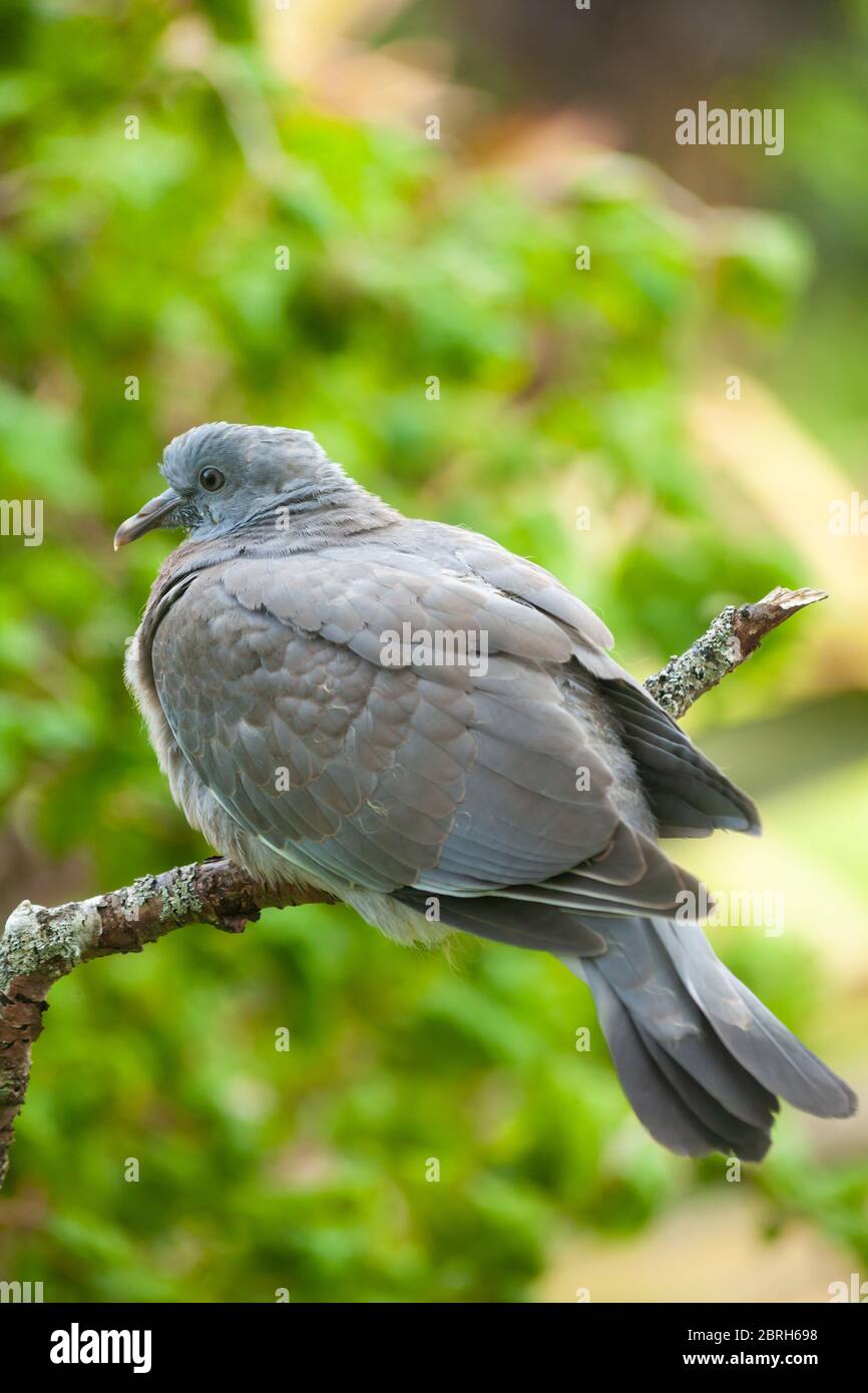 Nahaufnahme einer kleinen Holztaube (Columba palumbus) Stockfoto