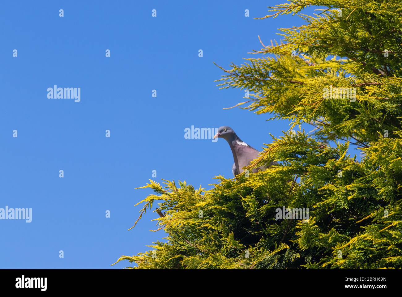 Eine Holztaube (Columba palumbus), die über den Rand einer Hecke schaut. Stockfoto