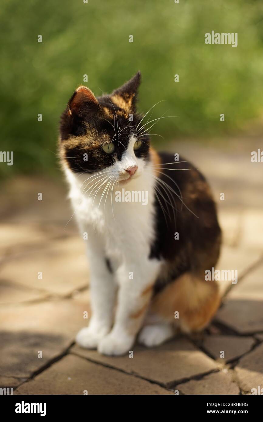 Niedliche dreifarbige Katze mit flauschigen langen Vibrissa oder Schnurrbart sitzt in Stockfoto