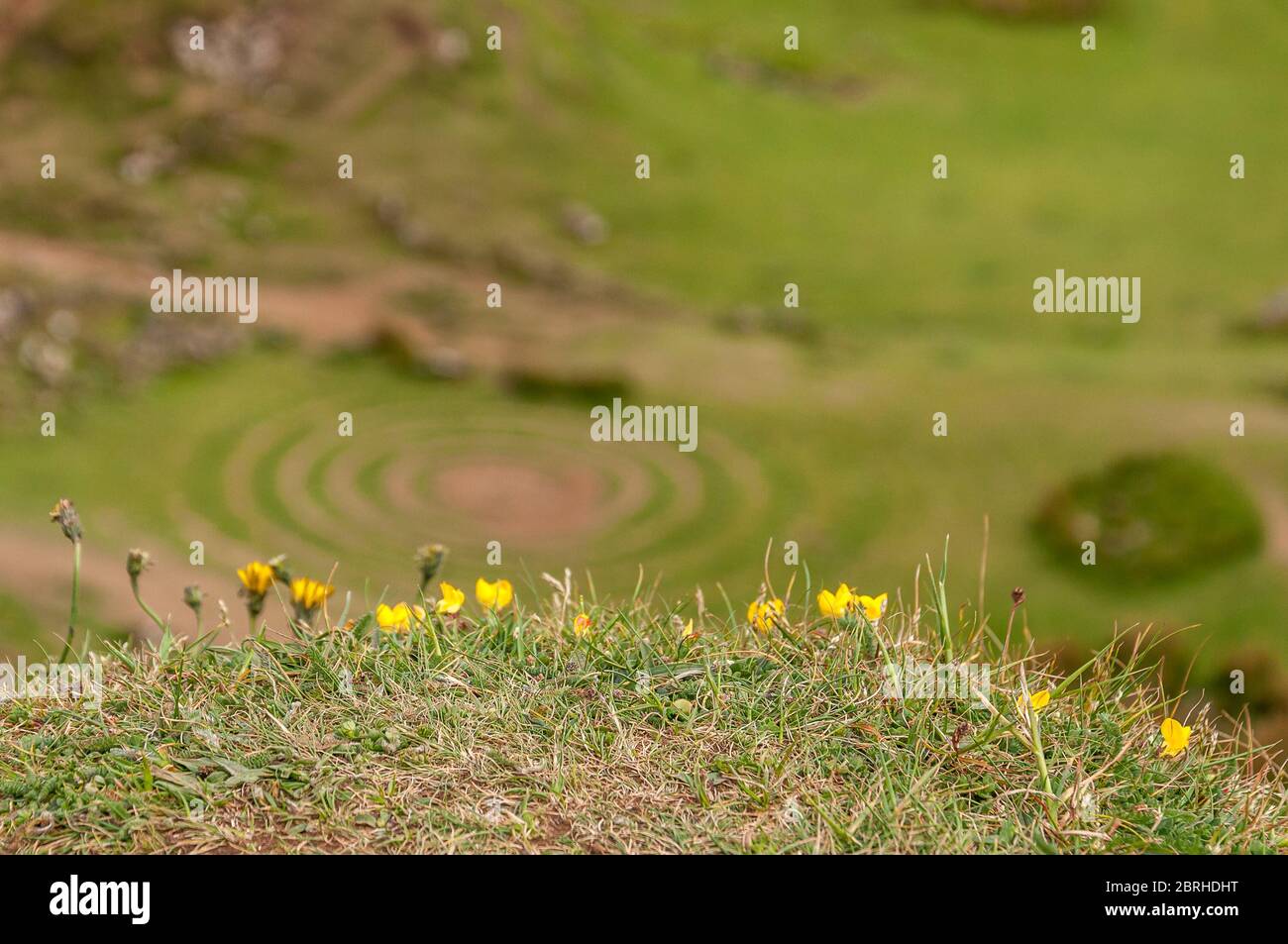 Gelbe Blüten mit Morphologien von Fairy Glen verschwommenem Hintergrund Stockfoto