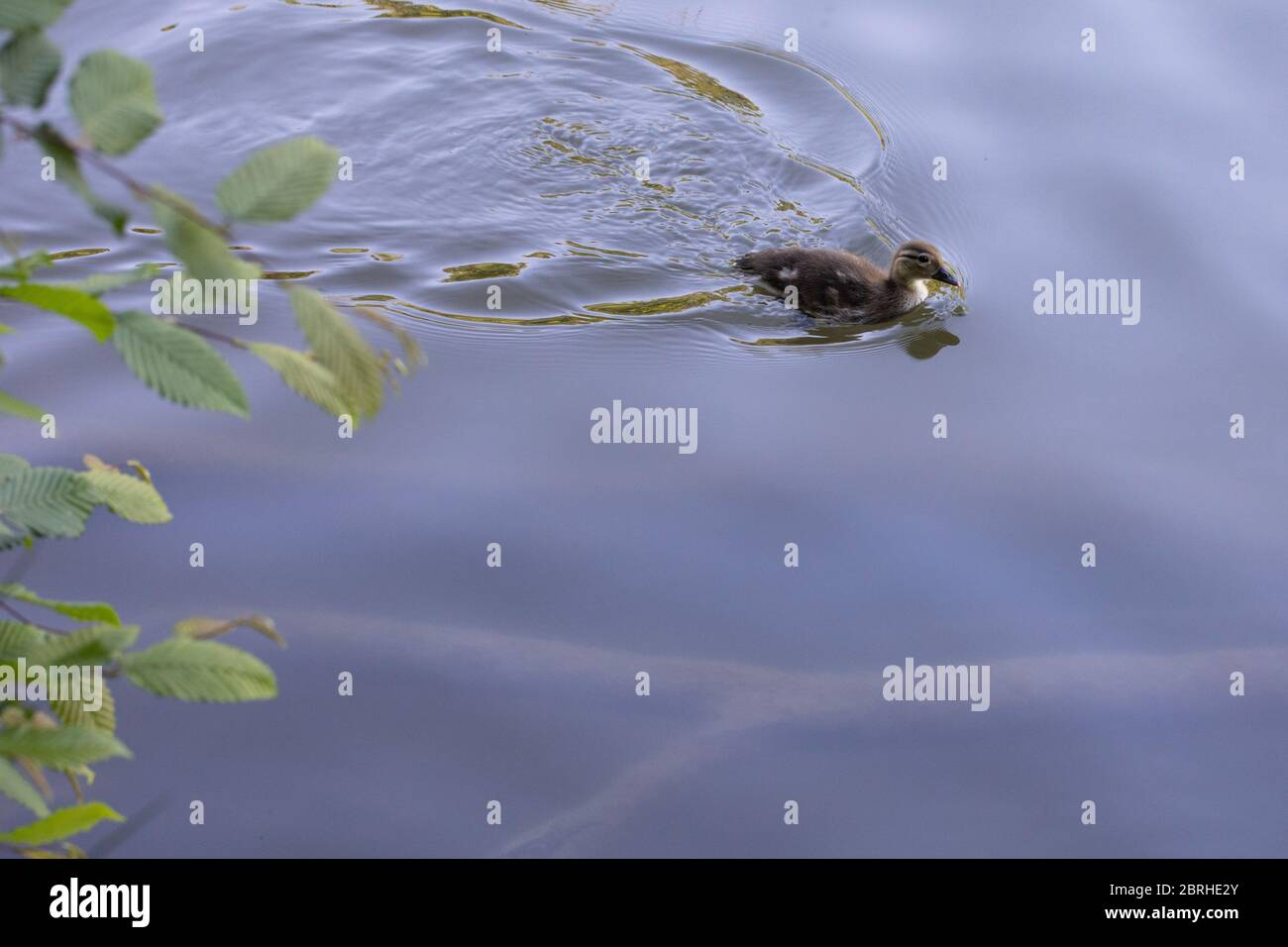 Eine Ente, die in einem See schwimmen Stockfoto